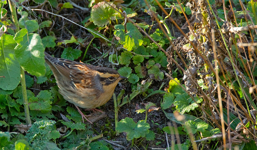 Siberian Accentor, photo 9 of 10