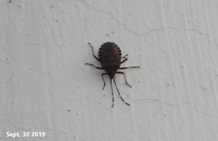 Urochela quadrinotata