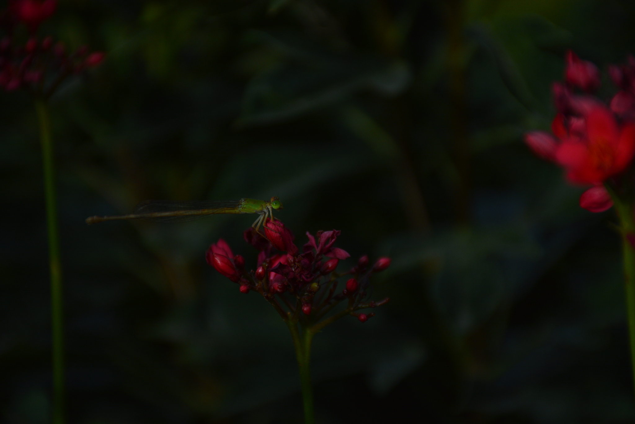 Coromandel Marsh Dart
