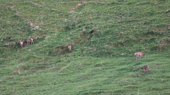 Cervus elaphus elaphus