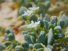 Drymaria holosteoides