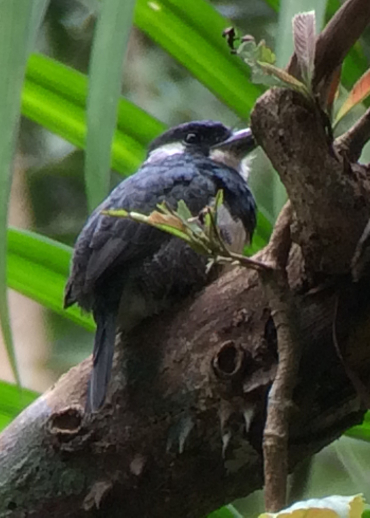 Buco Pechinegro, Notharchus pectoralis