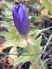 Gentiana calycosa