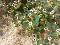 Euphorbia polycarpa polycarpa
