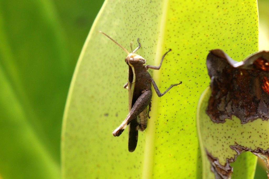 Heteracris coerulescens