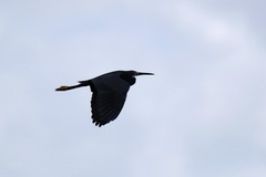 Egretta garzetta dimorpha