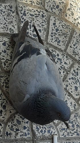 Feral Pigeon