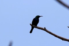 Cinnyris bifasciatus