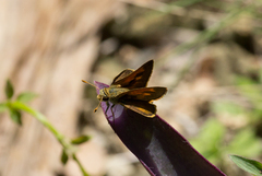 Hesperiidae