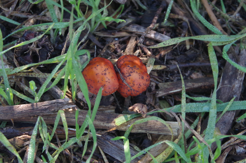 Leratiomyces ceres · April 2025 · photo: © edwilson (iNaturalist, cc-by)
