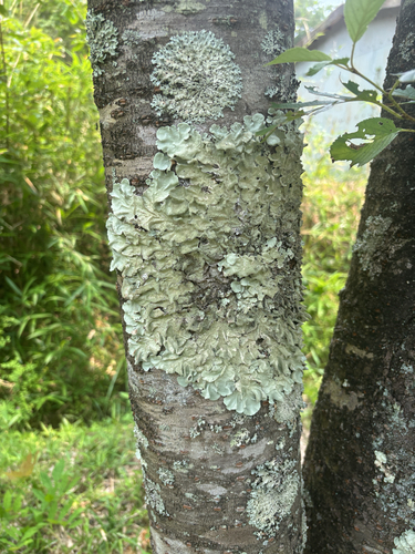 Parmotrema tinctorum