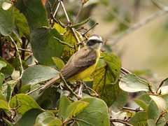 Myiozetetes cayanensis