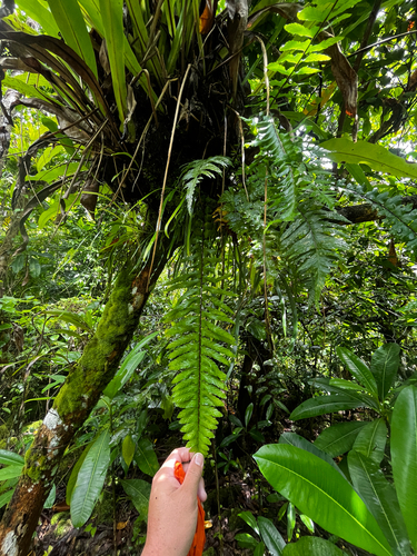 Asplenium pellucidum observed 2025-07-01