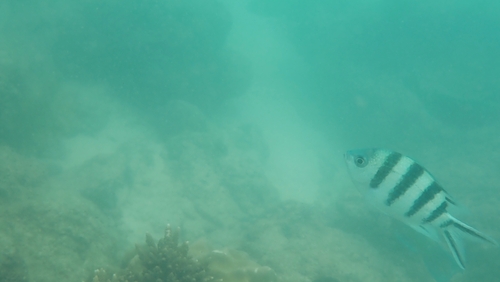 Abudefduf sexfasciatus