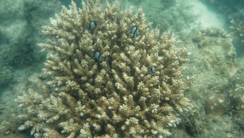 Dascyllus reticulatus