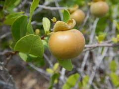 Diospyros intricata
