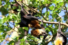 Pteropus seychellensis comorensis