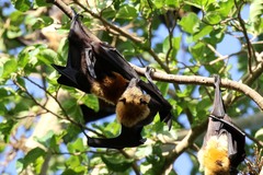 Pteropus seychellensis comorensis
