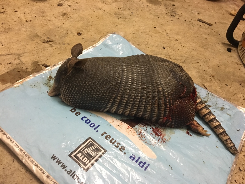 Ninebanded Armadillo from Norris Fwy, Rocky Top, TN, US on August 23