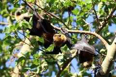 Pteropus seychellensis comorensis