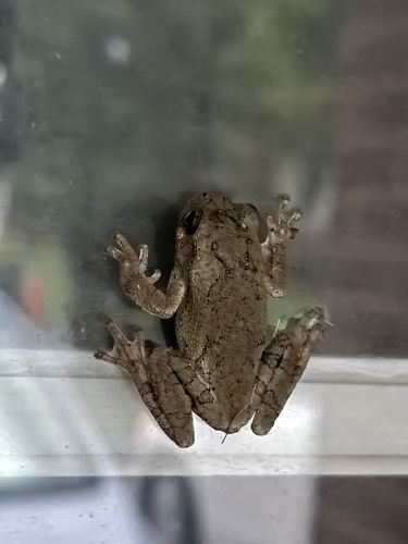 Gray Tree Frog