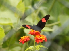 Heliconius melpomene