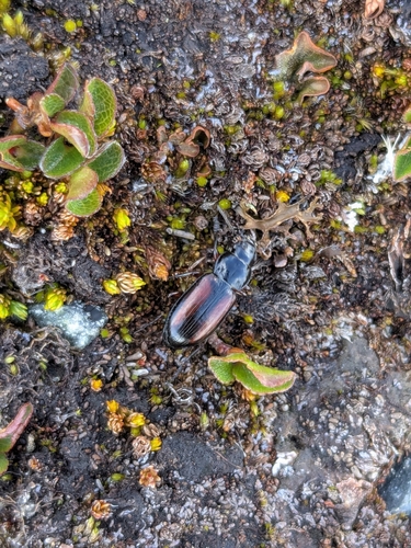 Amara alpina
