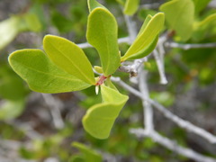 Diospyros intricata