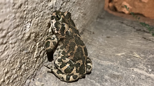 Green Toad