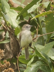 Nesotriccus incomtus