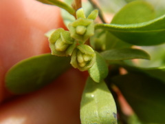 Diospyros intricata