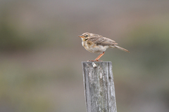 Kimberley Pipit photo 4