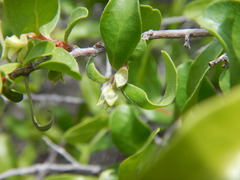 Diospyros intricata