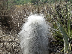 Cephalocereus senilis