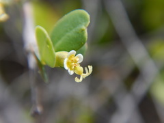 Euphorbia magdalenae