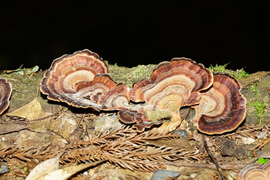 Microporus affinis · July 2025 · photo: © hanwen-zhang (iNaturalist, cc0)