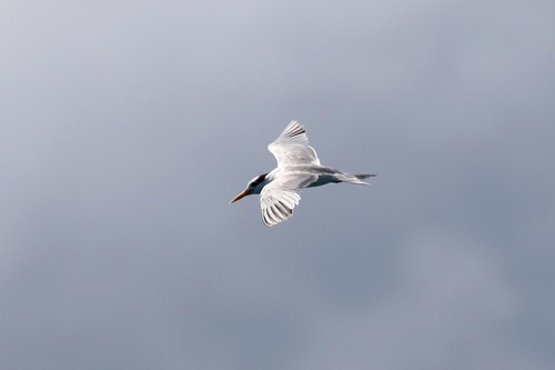 Lesser Crested Tern