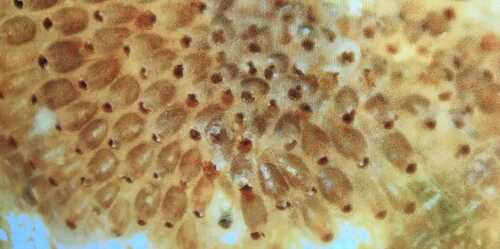 Bryozoans