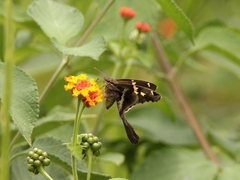 Chioides