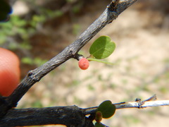 Euphorbia magdalenae