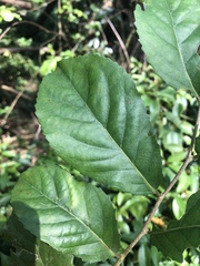 Homalium cochinchinense