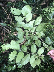 Homalium cochinchinense
