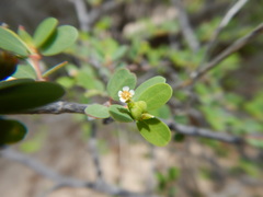 Euphorbia magdalenae