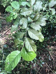Homalium cochinchinense
