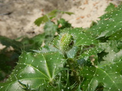 Cnidoscolus maculatus