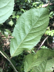 Homalium cochinchinense