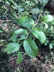 Homalium cochinchinense