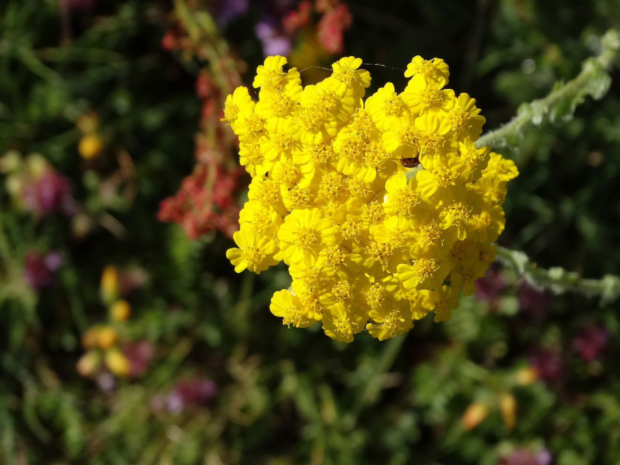 Achillea chrysocoma