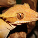 Crested Gecko - Photo (c) Alexander, some rights reserved (CC BY-NC-SA)