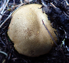 Scleroderma flavidum macrosporum